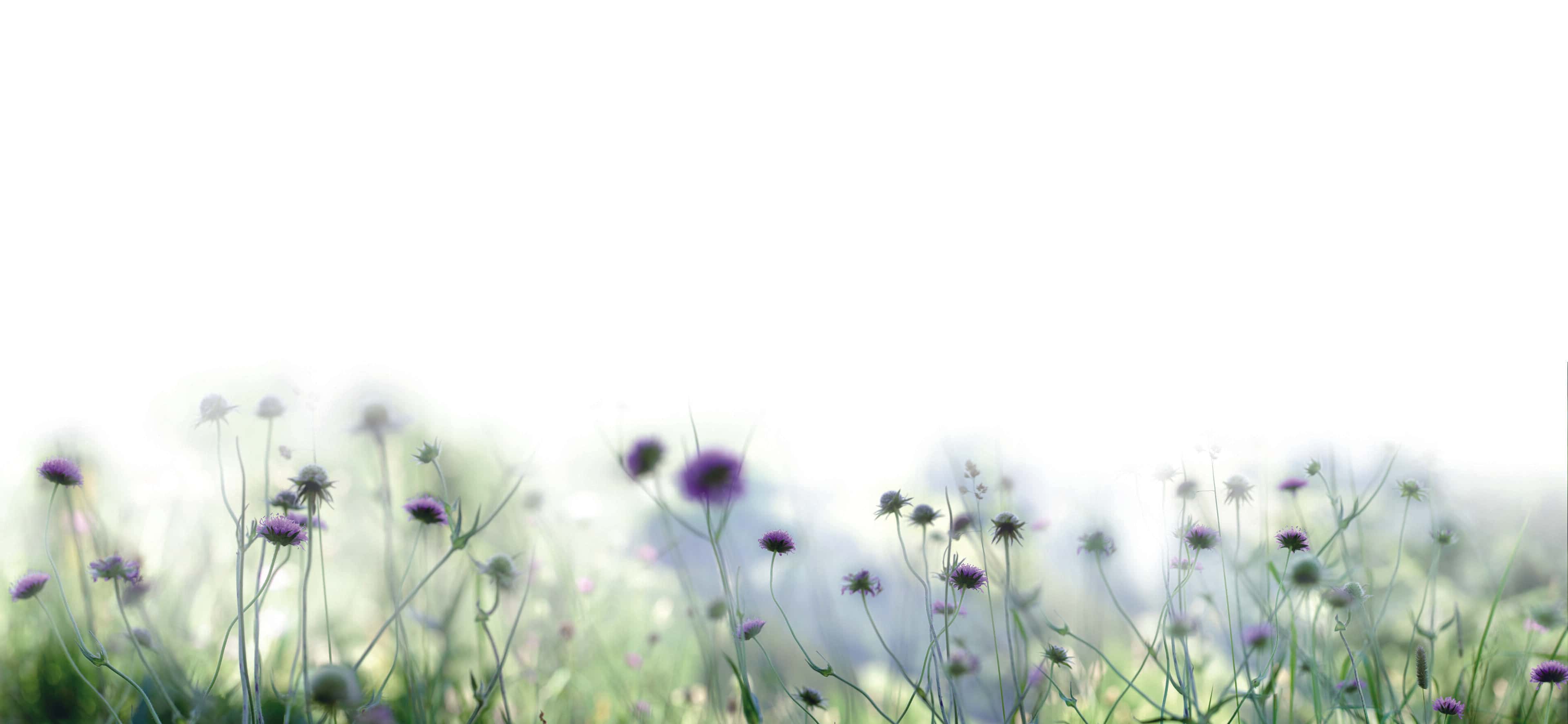 https://kh-product-catalog.s3.eu-central-1.amazonaws.com/backpanels/Haecker/674+Blumenwiese.jpg